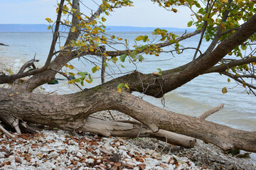 Fallen tree on a pebbled shore with a lake view in autumn