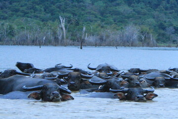 Fototapeta premium A herd of water buffalo grazing freely in the area of Phra Prong Reservoir. Srakaew province, THAILAND 