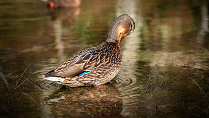 Fototapeta premium duck swimming in the water