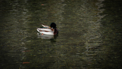 duck swimming in the water