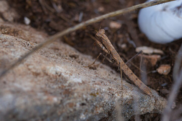 Mantis religiosa marrón vista desde arriba sobre una roca del parque natural sierra de Mariola, Alcoy, España