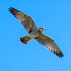 Obraz premium seagull in flight