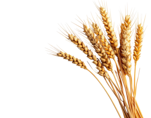 Close-up of golden wheat heads against black background