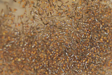 Close up development of the embryo of Nile tilapia or Oreochromis niloticus. Aquaculture concept