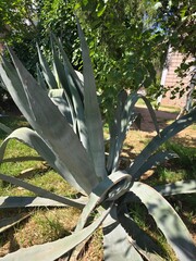 Agave plant with spiky leaves in sunny garden