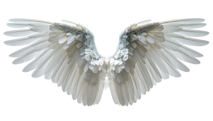 Pair of large, detailed white angel wings (3)