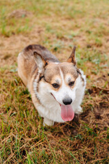 Pembroke Corgi Looking Directly at the Camera
