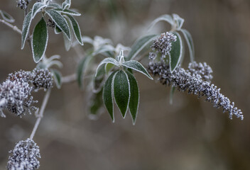 green leaves in frost in winter