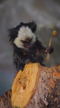 White-Headed Marmoset with Fruit on Tree Stump