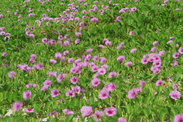  Ipomoea pes-caprae (Beach morning glory, Goat's foot creeper) is a common pantropical creeping vine, 
Often found near the sea.
THAILAND