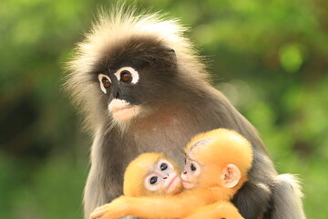 Dusky Langur(Trachypithecus obscurus) recognized by white eye-rings,grey fur with black hands and feet. Newborn dusky langurs are bright yellow-orange and gradually turn grey as they mature. THAILAND
