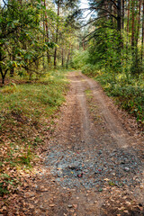 Landscape with a Forest Road and Glass Shards