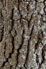 Close up tree bark texture as a wooden background