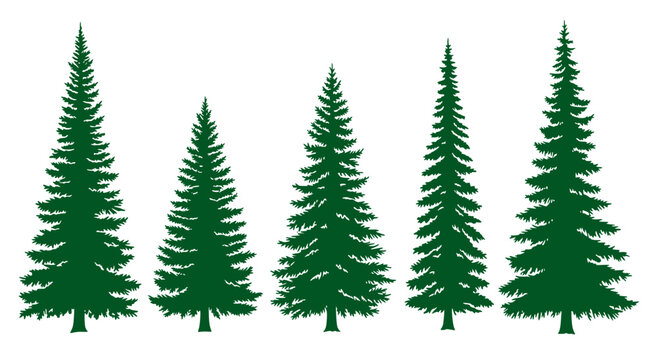 handmade douglas fir tree silhouettes vector illustration set 