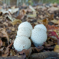 Lycoperdon perlatum