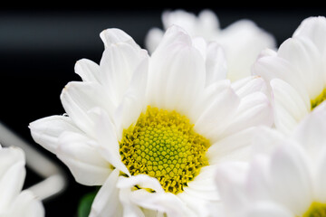 Obraz premium スプレーマムの白い花を黒背景でマクロ撮影21