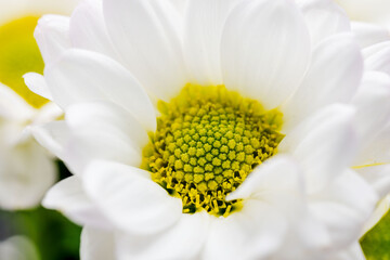 スプレーマムの白い花を黒背景でマクロ撮影23