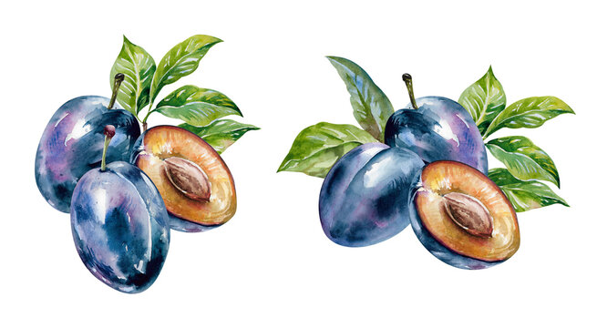 Plums, half and whole purple fruits with fresh green leaves hand drawn watercolor illustration. Isolated on white clipart ripe fresh juicy prunes for food, culinary, garden, harvest design, packaging