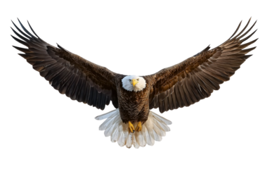 Bald Eagle in Flight, Majestic Bird of Prey Isolated on White Background