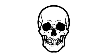 Fototapeta premium Skull, a symbol of mortality and the human skeleton, often used in art