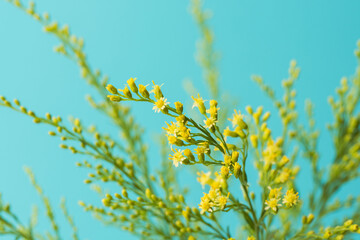 ソリダゴの黄色の花と蕾を青背景でマクロ撮影03