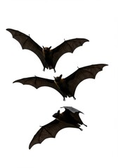 Fototapeta premium Bats flying in various positions on a white background 