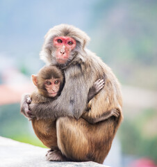 Short-tailed macaques at Bala Monkey Mountain in Fengshan County, Hechi, Guangxi