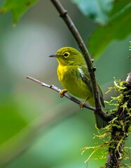 Small vibrant green bird perched