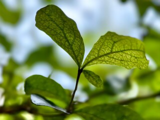 Fresh green leaf and visible vein in morning sunlight