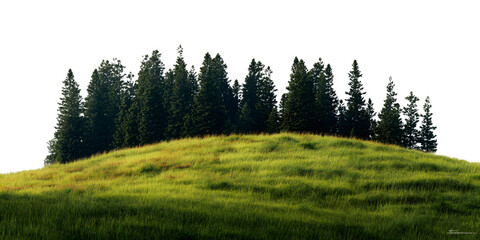 forest in the morning