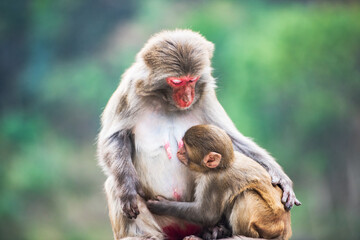 Naklejka premium Short-tailed macaques at Bala Monkey Mountain in Fengshan County, Hechi, Guangxi