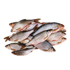 fresh fishes on white background