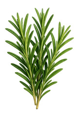 Fototapeta premium Fresh rosemary sprigs.