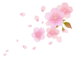 Obraz premium Pink cherry blossom branch floral illustration isolated on transparent background 