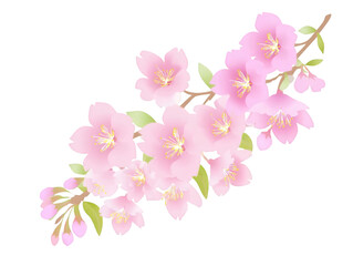 Naklejka premium Pink cherry blossom branch floral illustration isolated on transparent background 