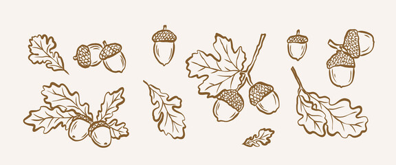 Hand drawn doodle oak branches and acorns