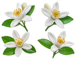 Fototapeta premium Four vibrant citrus blossoms, meticulously arranged. Each flower displays delicate white petals surrounding a cluster of golden stamens. 