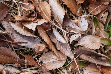 広葉樹の茶色い落ち葉