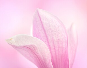 Magnolia Flower Macro in Soft Pastel Tones for Backgrounds