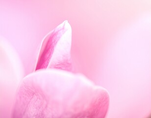 Magnolia Petals Macro in Bright Natural Lighting