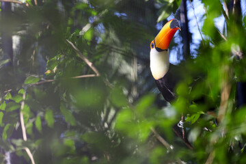 The toco toucan bird on the wood tree