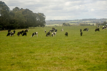 Group cow is eatting grass in nature farm at australia