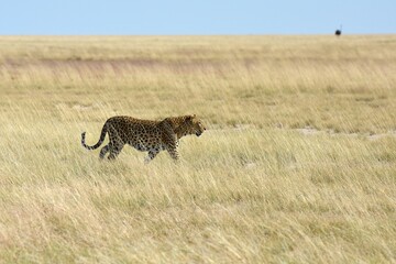 Leopard (panthera pardus) im Etoscha Nationalpark in Namibia