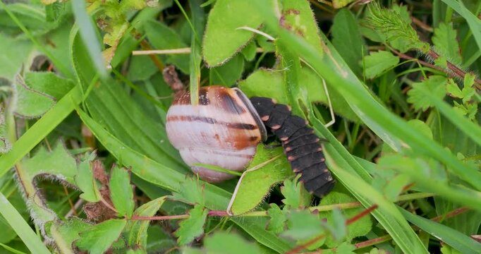Glow Worm Larvae Feeding on a Snail