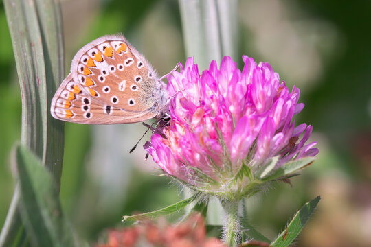 A European common blue butterfly feeds on a red clover in Toronto, Ontario's Taylor Creek Park.