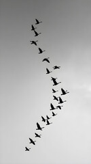 Captivating Aerial Ballet:The Mesmerizing Beauty of irds Soaring in Elegant Fomation Across the Sky, Demnstrating Nature's Intricae Coordination and Unity