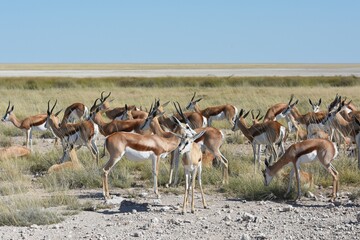 Springböcke (antidorcas marsupialis) im Etoscha Nationalpark in Namibia