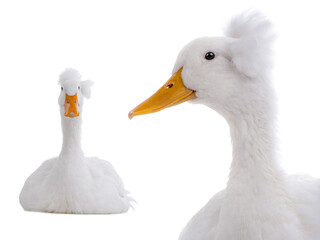 two white duck sitting on a white background