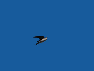 Flying swift isolated on blue background