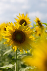 Fototapeta premium Un campo di girasoli con un fiore in primo piano a fuoco, formato verticale